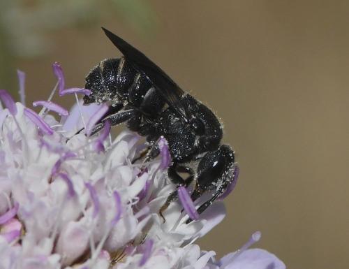 Stelis sp.